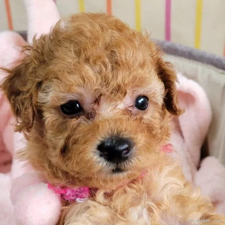 ID：2404-03383の子犬