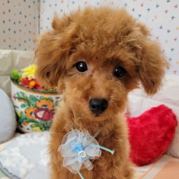 トイプードル(タイニー)【鹿児島県・男の子・2024年6月4日・レッド】の写真「おっとり君。写真より可愛いです。」