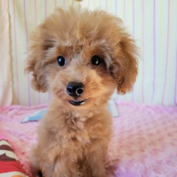 トイプードル(タイニー)【鹿児島県・男の子・2024年3月15日・レッド】の写真「おっとりな僕です。オール込み価格」