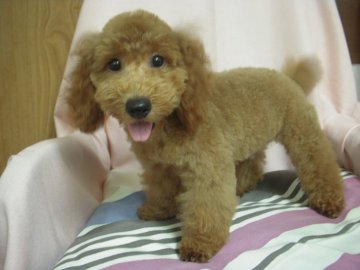 トイプードル(タイニー)【鹿児島県・男の子・2019年4月22日・レッド】の写真「大幅値下げです。すっきりカットしました。」