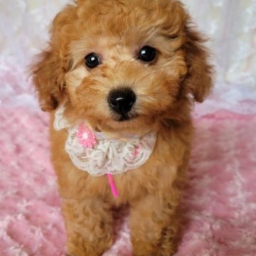 トイプードル(タイニー)【鹿児島県・女の子・2023年5月9日・レッド】の写真「これからもっと可愛くなります。」