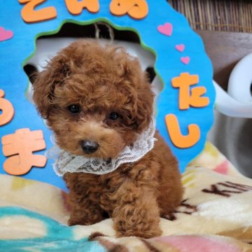 トイプードル(タイニー)【鹿児島県・男の子・2024年6月4日・レッド】の写真「これからもっと可愛くなります。写真随時更新します。」