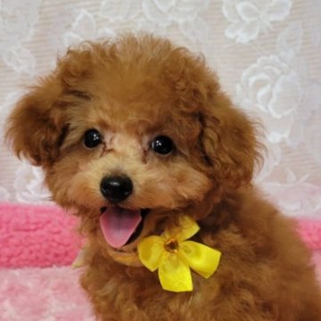 トイプードル(ティーカップ)【鹿児島県・男の子・2024年3月15日・レッド】の写真「遺伝子検査3項目発症リスクはありません可愛いです。」
