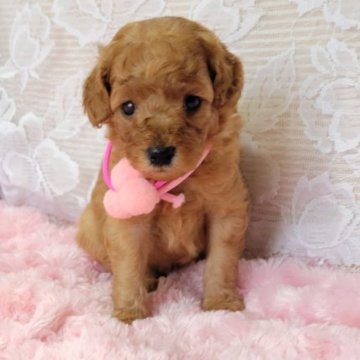 トイプードル(タイニー)【鹿児島県・女の子・2023年5月15日・レッド】の写真「小さくて可愛いです。写真随時更新します。」