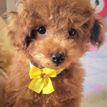 トイプードル(タイニー)【鹿児島県・男の子・2022年3月27日・レッド】の写真「優しいお顔の王子様。とても元気。」