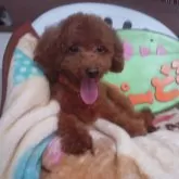 タイニープードル【鹿児島県・男の子・2023年11月24日・レッドカラー】の写真2「子犬のような性格で人懐っこいですよ。甘えん坊。」