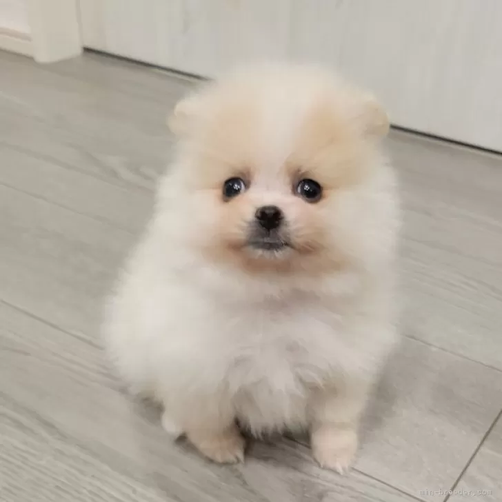 ID:2411-06127の子犬