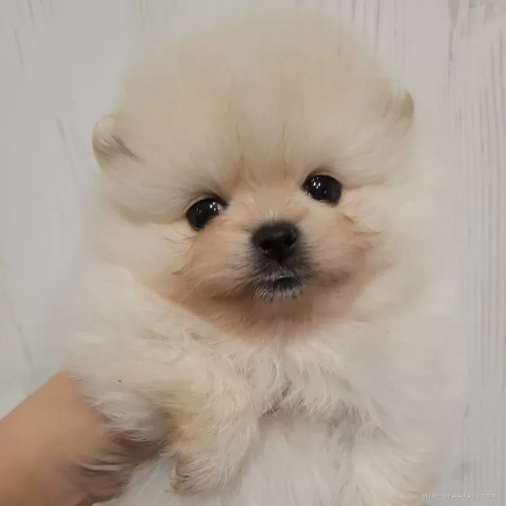 ID：2411-06134の子犬