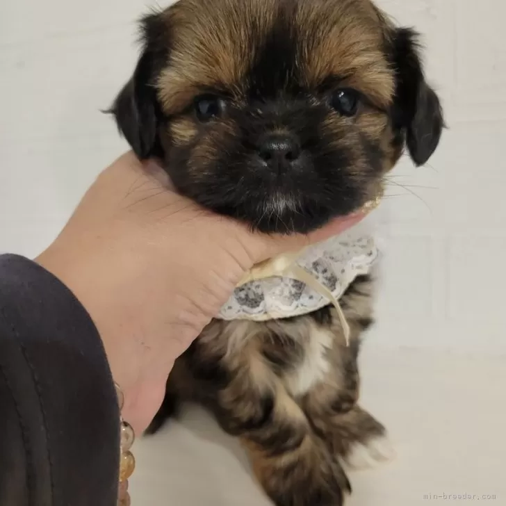 ID：2412-00210の子犬