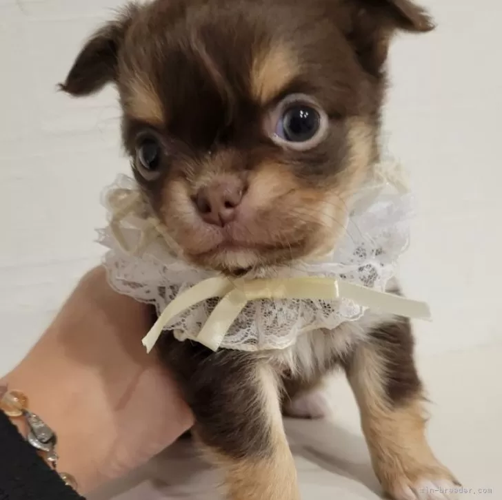 ID:2411-06117の子犬