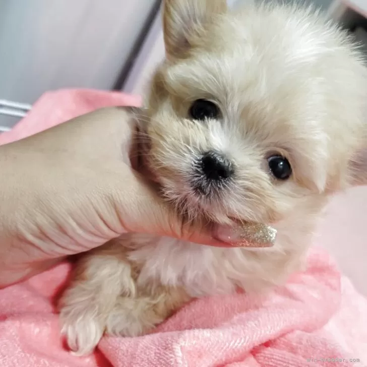 ID：2508-08242の子犬