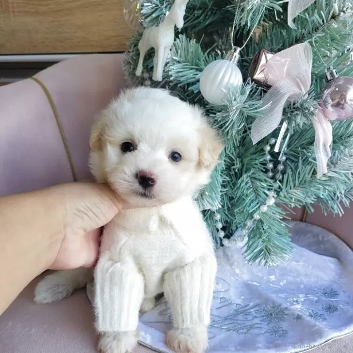 ポメマル(マルチーズ×ポメラニアン)【和歌山県・男の子・2025年10月2日・クリーム&amp;ホワイト】の写真1「目がちいさくつぶらな瞳💓」