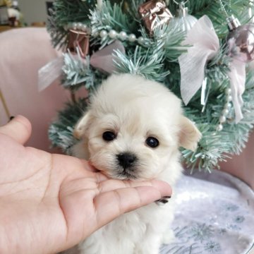 マルプー(マルチーズ×トイプードル)【和歌山県・男の子・2025年9月22日・クリーム】の写真「ほぼホワイトでふわふわ系💓」