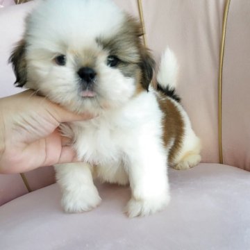 シーズー【和歌山県・男の子・2025年6月11日・ゴールド&ホワイト】の写真「片目ブルー💓最終価格✡️８月１０日募集終了」