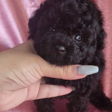 タイニープードル【和歌山県・男の子・2025年6月28日・ブラック】の写真「毛の量がおおくてとてもかわいいこです🤗」
