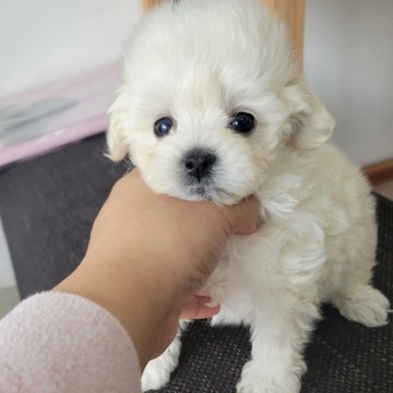 マルプー(マルチーズ×トイプードル)【和歌山県・男の子・2025年9月22日・クリーム】の写真「募集17日で一旦終了」