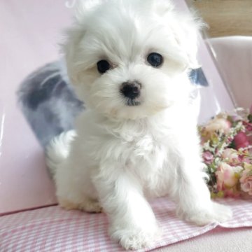 マルプー(トイプードル×マルチーズ)【和歌山県・女の子・2025年7月1日・ホワイト】の写真「最終価格💓９月２日募集終了🤗」
