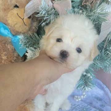 ポメマル(マルチーズ×ポメラニアン)【和歌山県・女の子・2025年10月2日・クリーム&ホワイト】の写真「ここからもっとかわいくなります😁✨」