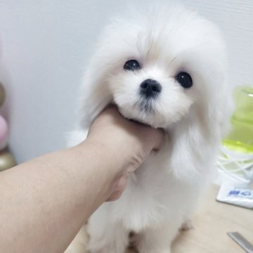 マルチーズ【和歌山県・女の子・2025年5月6日・ホワイト】の写真「babyフェイス🐇ウサギちゃん」