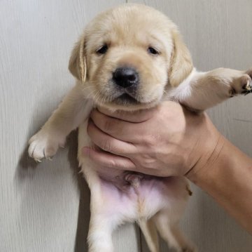 ラブラドールレトリバー【和歌山県・男の子・2025年10月1日・イエロー】の写真「おおきい骨格💓素晴らしいとおもいます」