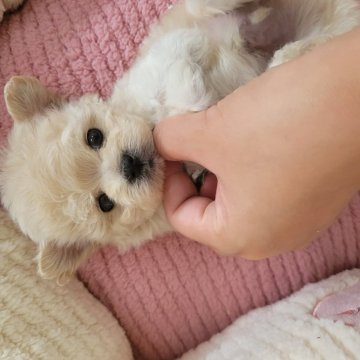マルプー(マルチーズ×トイプードル)【和歌山県・男の子・2025年9月22日・クリーム】の写真「自信100%の男の子！！この子が一番🤗」