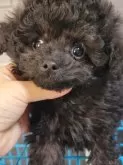タイニープードル【和歌山県・男の子・2024年12月18日・グレー】の写真2「目すこしはなれてます🤗」
