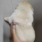 ラブラドールレトリバー【和歌山県・男の子・2025年10月1日・イエロー】の写真2「まんまるです💓」