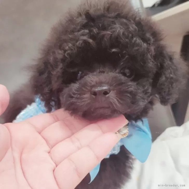 ID：2406-05007の子犬