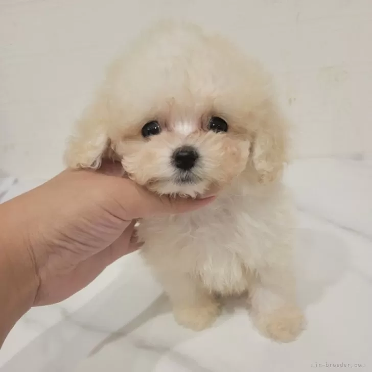 ID：2407-00817の子犬