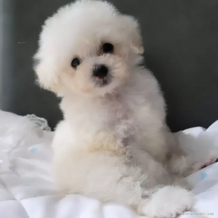 ID：2407-02114の子犬