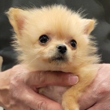 ポメラニアン【和歌山県・女の子・2024年1月2日・クリーム】の写真「募集は４月１日まで、最終価格にしました」