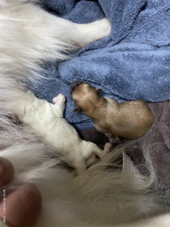 殿岡昌代ブリーダーのブログ：赤ちゃん産まれてます😆