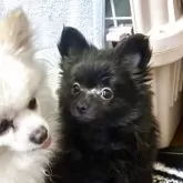 ポメラニアン【千葉県・女の子・2025年5月11日・ブラック】の写真2