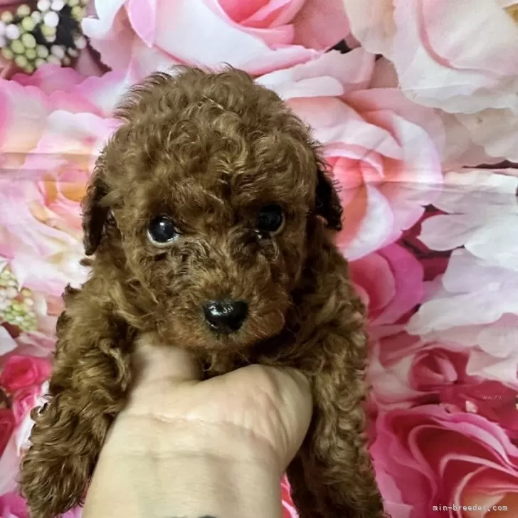 N.K 様のお迎えした子犬