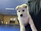 ホワイト・スイス・シェパード・ドッグ【徳島県・女の子・2021年11月3日・ホワイト】の写真3