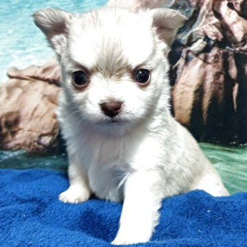 チワワ(ロング)【新潟県・男の子・2025年10月19日・イザベラ】の写真「超レア　明るいイザベラのハスキー柄のイケメン君」