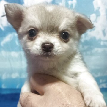 チワワ(ロング)【新潟県・男の子・2025年10月19日・イザベラ】の写真「超レア　明るいイザベラのハスキー柄のイケメン君」