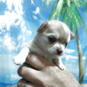 チワワ(ロング)【新潟県・男の子・2025年10月19日・イザベラ】の写真「超レア　明るいイザベラのハスキー柄のイケメン君」