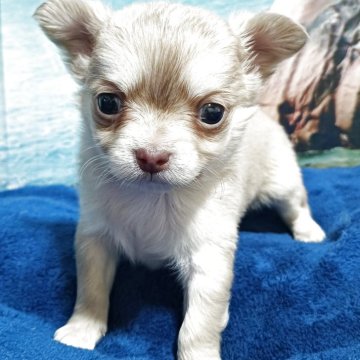 チワワ(ロング)【新潟県・男の子・2025年10月19日・イザベラ】の写真「レア　イザベラのイケメン君」