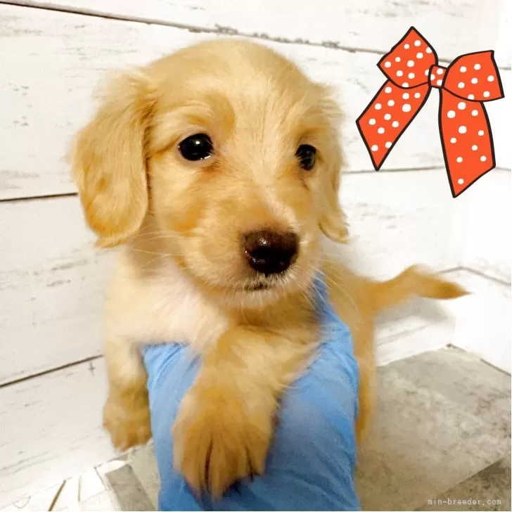 ID:2507-04655の子犬