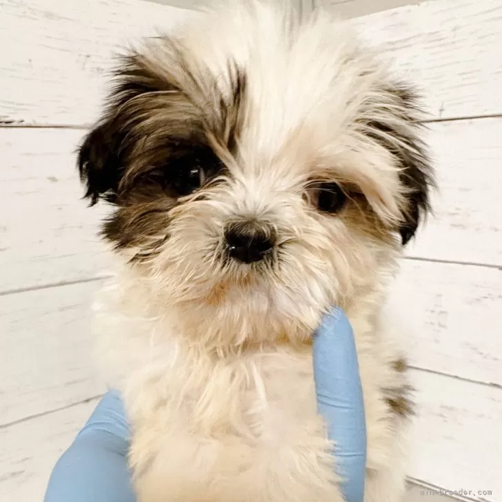 ID：2507-03365の子犬