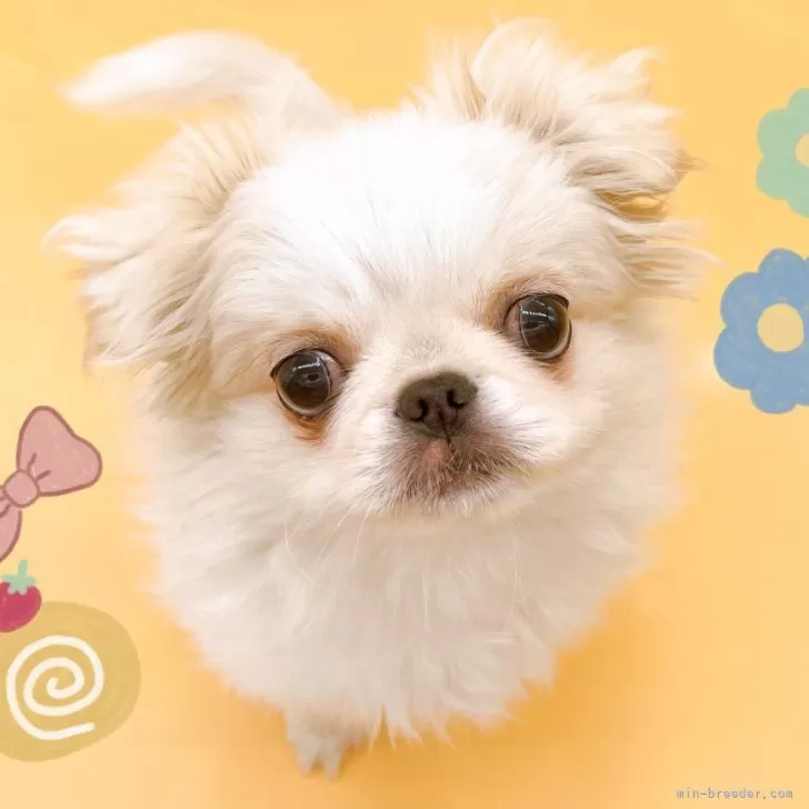 たけい 様のお迎えした子犬