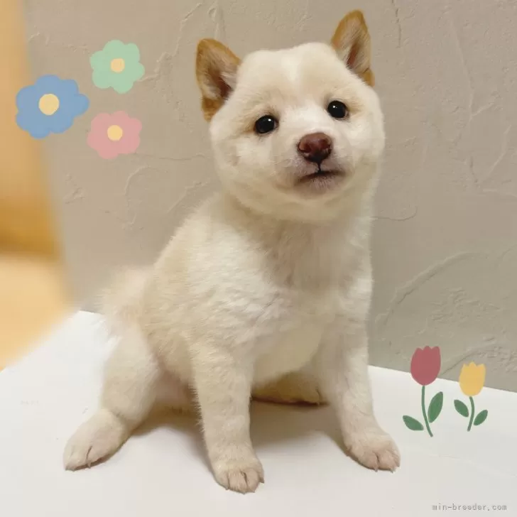 M.Ｉ 様のお迎えした子犬