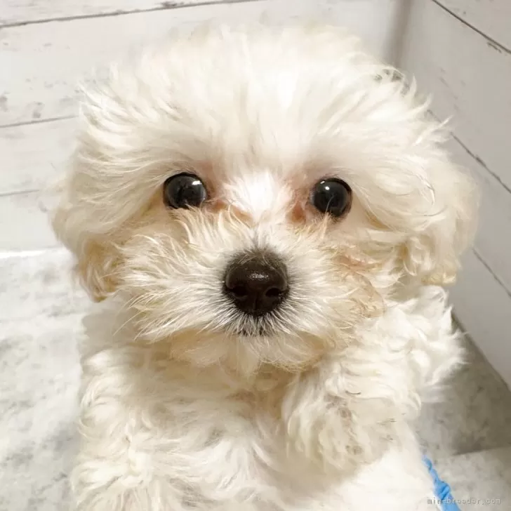 ID:2506-05558の子犬