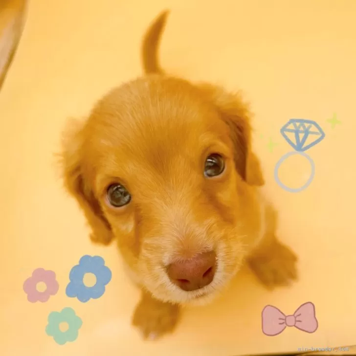 ID:2412-04539の子犬