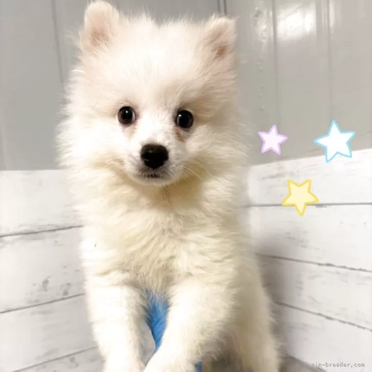 ID：2507-01847の子犬