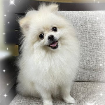 ポメラニアン【東京都・男の子・2025年3月16日・クリーム】の写真「♡ポメラニアン　クリームの男の子♡」