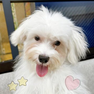 マルチーズ【東京都・男の子・2025年5月9日・ホワイト】の写真「♡マルチーズ　ホワイト男の子♡」
