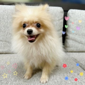 ポメラニアン【東京都・男の子・2025年6月27日・クリーム】の写真「♡ポメラニアン　クリームの男の子♡」