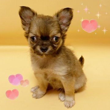 チワワ(ロング)【東京都・女の子・2025年10月10日・フォーン】の写真「♡チワワ　フォーンの女の子♡」